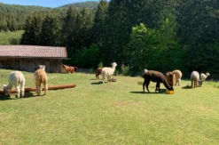 Yoga auf Alpaka Weide Neckargerach