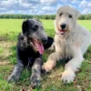 Yoga mit irischen Wolfshunden für 2 Blankenfelde-Mahlow